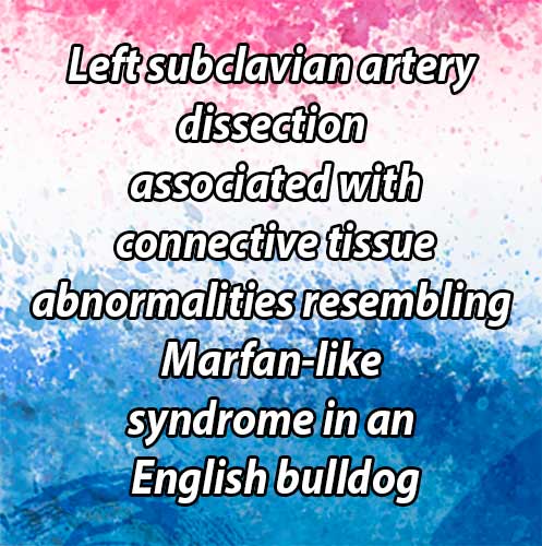 Left subclavian artery dissection associated with connective tissue abnormalities resembling Marfan-like syndrome in an English bulldog