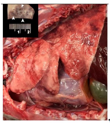 Left thorax of a cat with pulmonary capillary hemangiomatosis