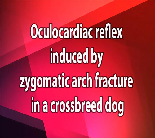 Oculocardiac reflex induced by zygomatic arch fracture in a crossbreed dog