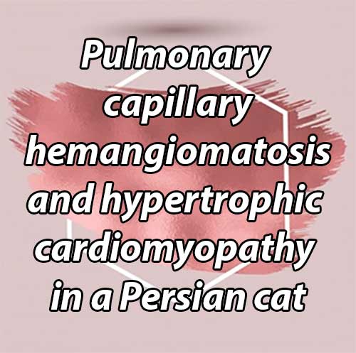 Pulmonary capillary hemangiomatosis and hypertrophic cardiomyopathy in a Persian cat