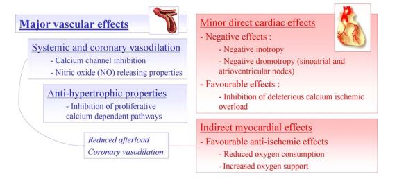 Representation of the main vascular and cardiac effects of amlodipine