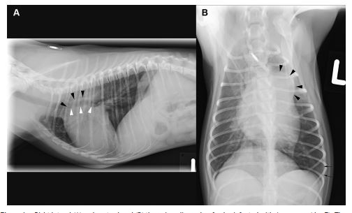 Right lateral (A) and ventrodorsal (B) thoracic radiographs of a dog infected with A. vasorum