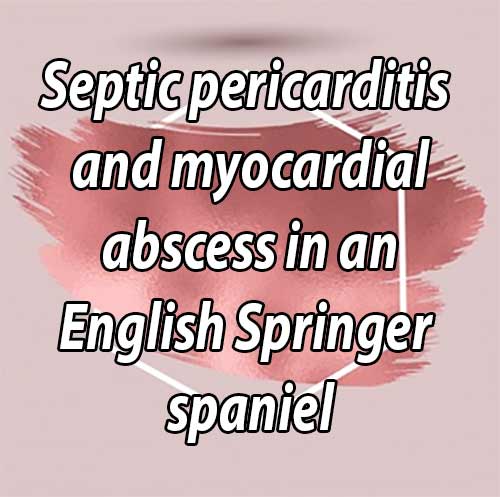 Septic pericarditis and myocardial abscess in an English Springer spaniel