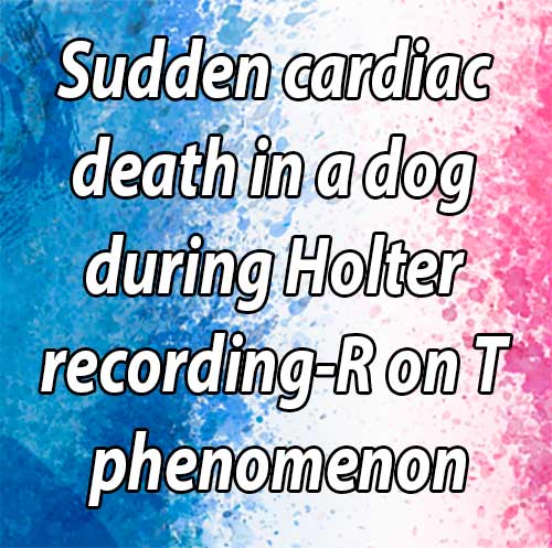 Sudden cardiac death in a dog during Holter recording-R on T phenomenon