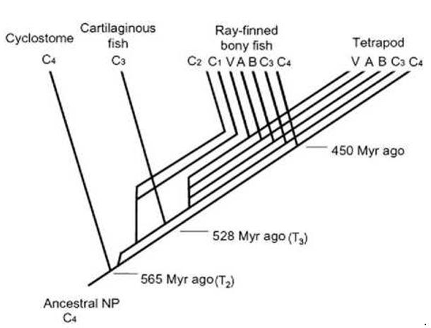 The evolutionary history of the natriuretic peptides in vertebrates