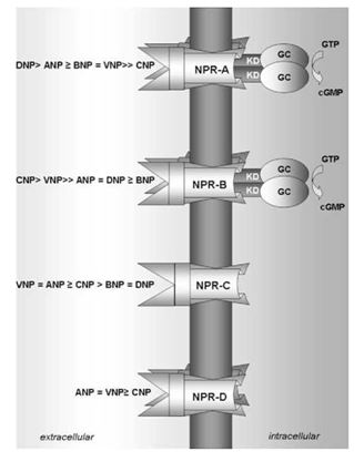The natriuretic peptide receptors