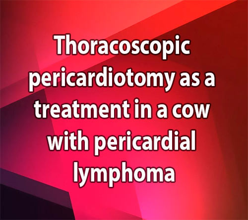 Thoracoscopic pericardiotomy as a palliative treatment in a cow with pericardial lymphoma