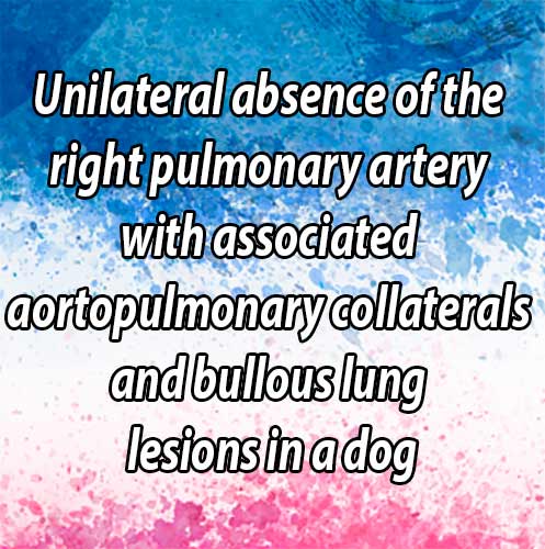 Unilateral absence of the right pulmonary artery with associated aortopulmonary collaterals and bullous lung lesions in a dog