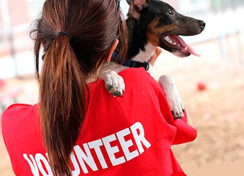 Помощь волонтерам и бездомным животным