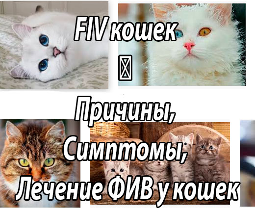 FIV кошек (этиология, патогенез, эпизоотология, диагностика, терапия, профилактика)