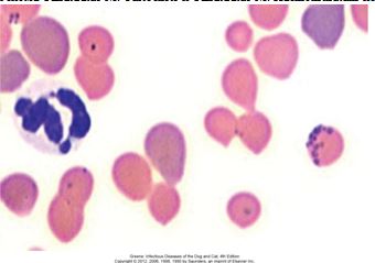 M. haemofelis в мазке крови инфицированной гемобартонеллезом кошки; кольцевидные, палочкообразные и коккообразные формы с регенераторной анемией