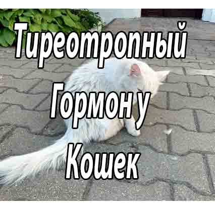 Информативность определения тиреотропного гормона у кошек