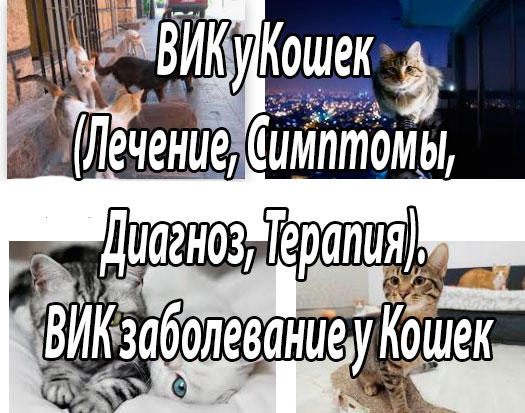 ВИК кошек - Иммунодефицит кошек (распространение, этиология, эпизоотология, патогенез, симтпомы и признаки, диагностика, терапия и профилактика)