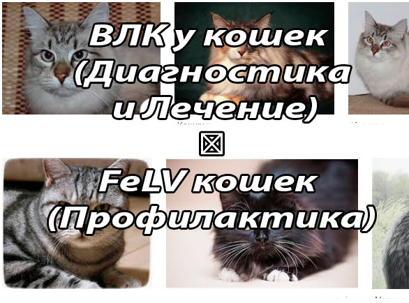 ВЛК у кошек (эпизоотология, распространение, этиология, патогенез, диагностика, дифференциальная диагностика и лечение)
