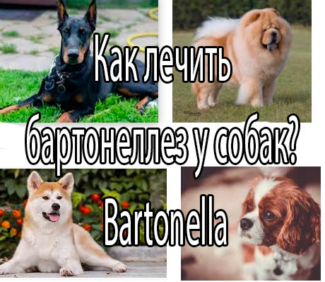 Как лечить бартонеллез у собак? Bartonella