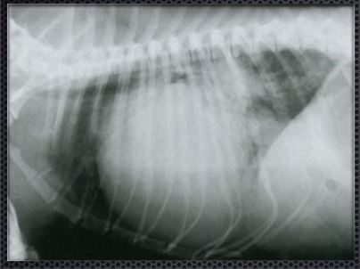 Рентгенографические признаки застойной хронической сердечной недостаточности у собаки