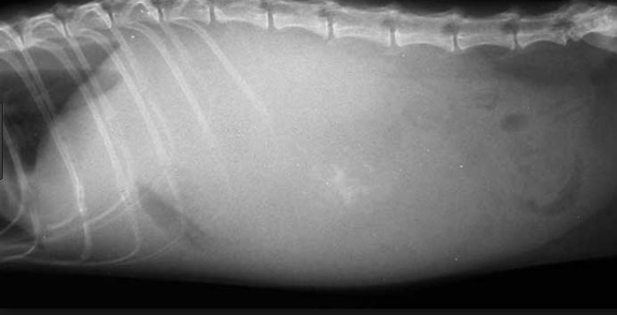 Кардиогенный отек легких у кошек на рентгене thumbnail